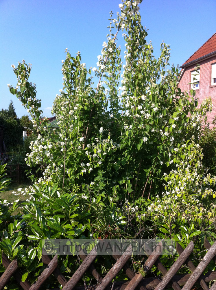 Philadelphus coronarius 2.JPG